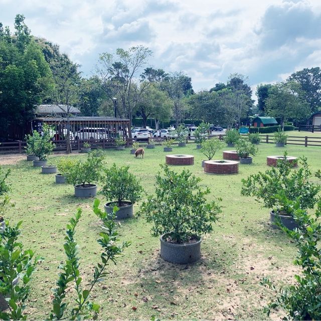 Cafe in Khao Yai with Horse Field View