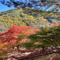 【長野】名前の通りの美しい紅葉