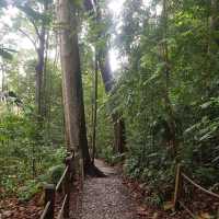 Bukit Timah Nature Trial