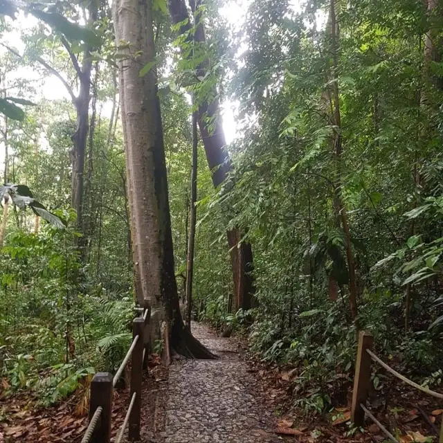 Bukit Timah Nature Trial