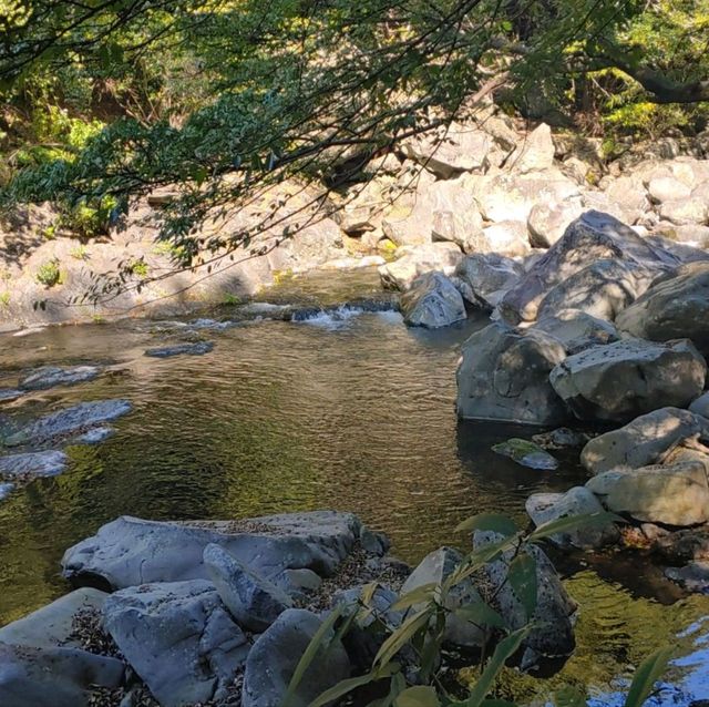 제주도 수학여행 필수코스 천지연폭포를 가보자