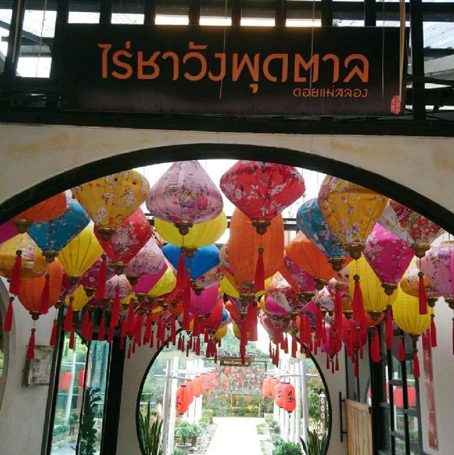 จิบชา@ไร่ชาวังพุดตาล