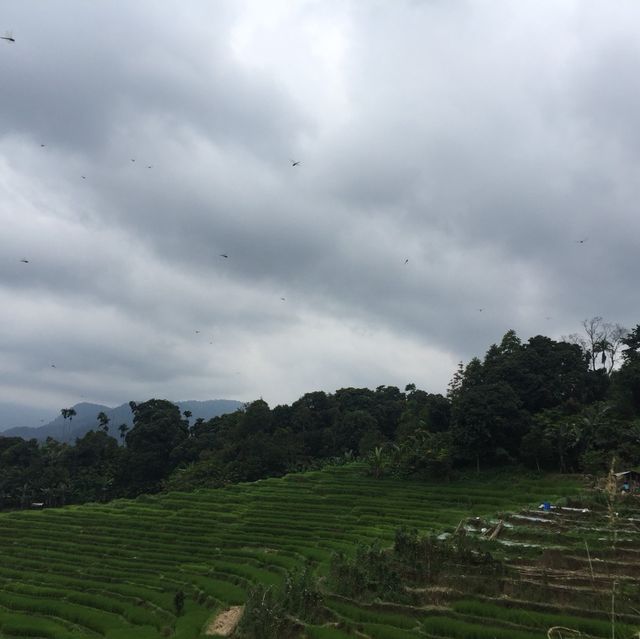 SIBOLANGIT