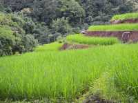 ชมวิว พักผ่อน ในบรรยากาศนาข้าวเขียวขจี