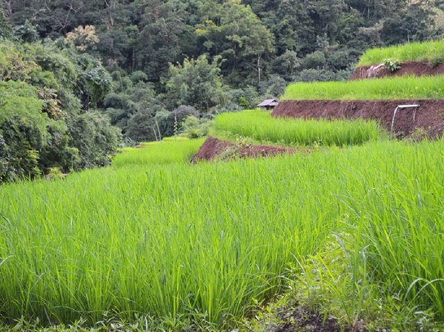 ชมวิว พักผ่อน ในบรรยากาศนาข้าวเขียวขจี ชมวิว พักผ่อน ในบรรยากาศนาข้าวเขียวขจี