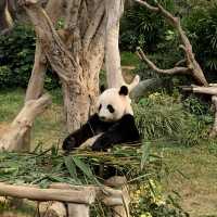 發掘國寶級大熊貓之旅