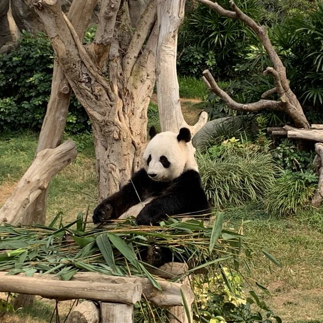 發掘國寶級大熊貓之旅
