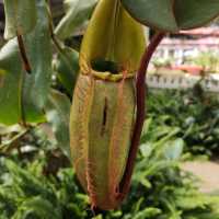 Agro Park Cameron Highlands 