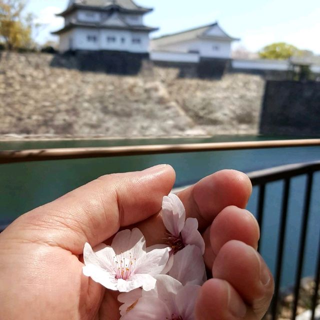 Cherry Blossoms at Osaka