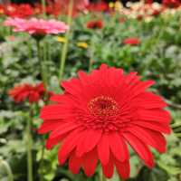 Colmar Tropicale and Genting Trip