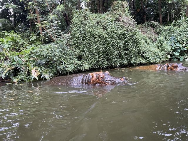 迪士尼森林河流之旅