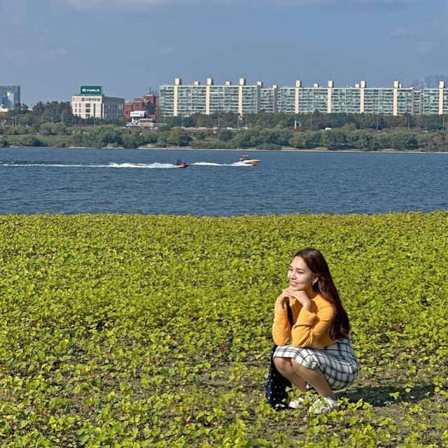 서울 가을 꽃구경 ‘반포한강공원 서래섬’
