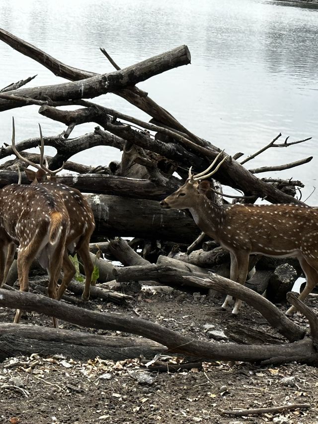 來泰國Safari World當一天動物飼養員吧！