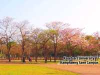 ซากุระใกล้กรุงบนถนนสายโรแมนติก@ม.เกษตรฯ กำแพงแสน