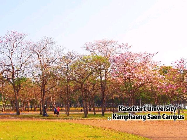 ซากุระใกล้กรุงบนถนนสายโรแมนติก@ม.เกษตรฯ กำแพงแสน