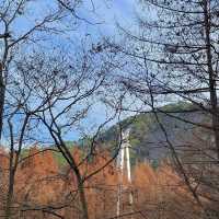 단풍구경명소로 핫한 장태산🍁