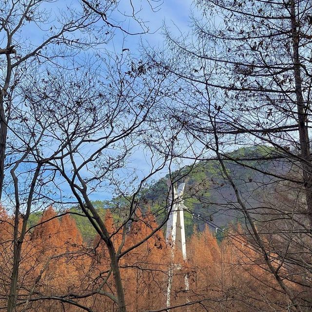 단풍구경명소로 핫한 장태산🍁