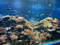 ペンギンの餌やり体験も🐧ふれあい体験がいっぱいの水族館🐟