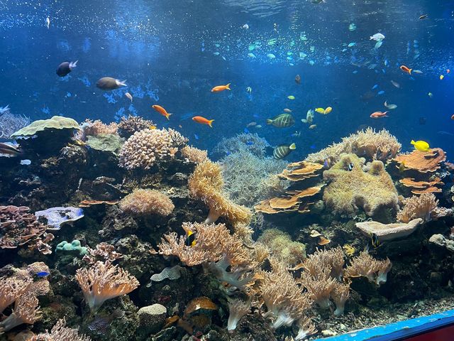 ペンギンの餌やり体験も🐧ふれあい体験がいっぱいの水族館🐟
