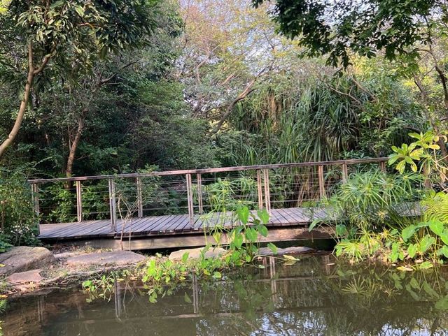 濕地公園的落羽松