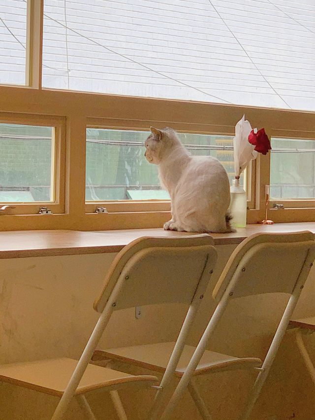 고양이의 맞이 ₍˄·͈༝·͈˄₎ฅ˒