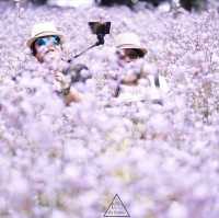 ทุ่งดอกหงอนนาค 💜สีม่วงฟรุ๊งฟริ๊ง สวยหวานใจละลาย