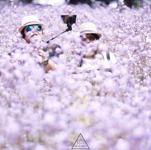 ทุ่งดอกหงอนนาค 💜สีม่วงฟรุ๊งฟริ๊ง สวยหวานใจละลาย