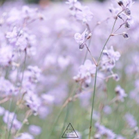 ทุ่งดอกหงอนนาค 💜สีม่วงฟรุ๊งฟริ๊ง สวยหวานใจละลาย