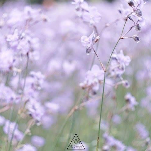 ทุ่งดอกหงอนนาค 💜สีม่วงฟรุ๊งฟริ๊ง สวยหวานใจละลาย