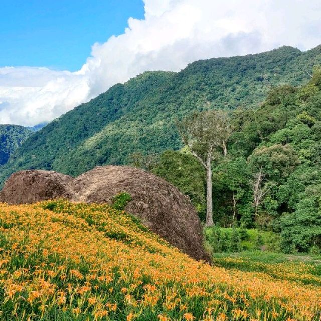 20210901赤科山千噸石龜金針花況 