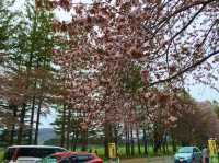 北海道　静内桜めぐり❗️ 二十間道路桜並木の桜に感動❗️