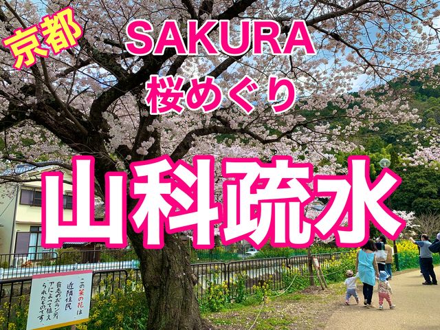 京都　SAKURA 桜めぐり❗️山科疏水(琵琶湖疏水)のあたりの桜に感動❗️