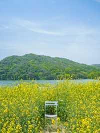 🌼 경주 불국사 근처 유채꽃 해바라기 카페 바실라 