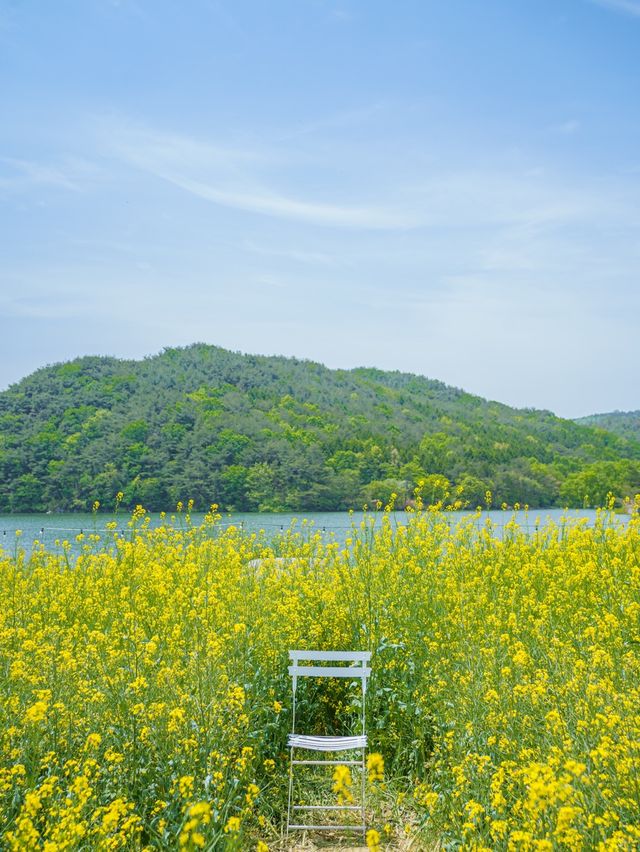 🌼 경주 불국사 근처 유채꽃 해바라기 카페 바실라 