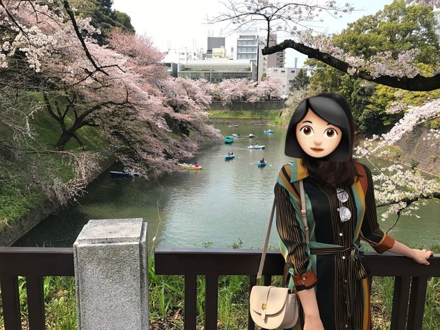 千代田區浪漫櫻花樹下