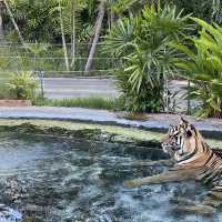 近距離接觸老虎🐯芭堤雅人氣老虎🐅樂園