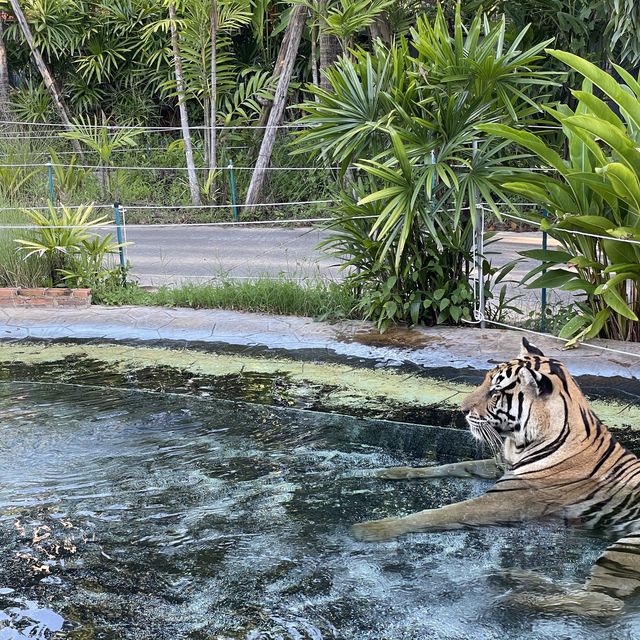 近距離接觸老虎🐯芭堤雅人氣老虎🐅樂園