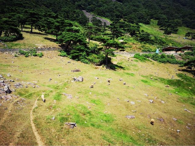 🐑 방목되어 있는 양떼를 만나다, 무등산양떼목장