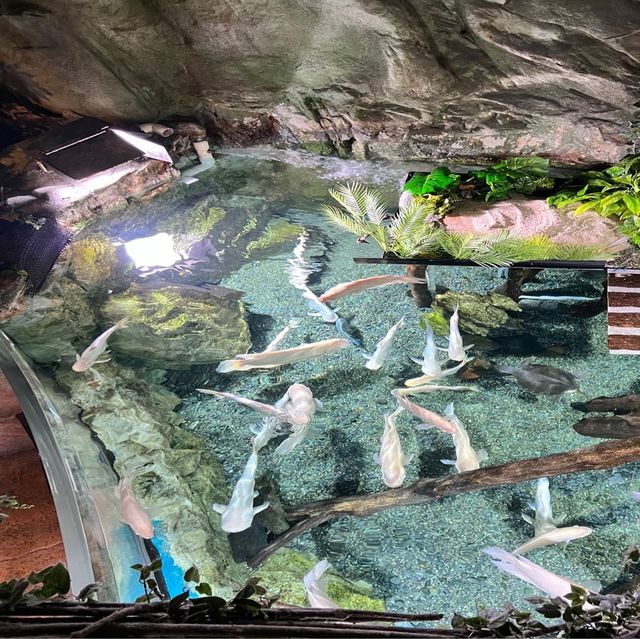 🇰🇷 COEX Aquarium Rainforest