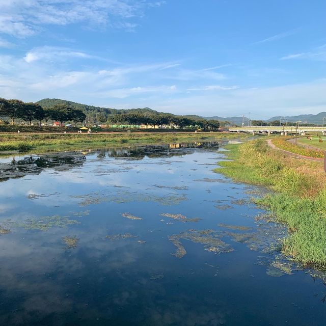 드넓은 백일홍, 코스모스, 황하코스모스 꽃밭을 한번에 볼 수 있는 명소