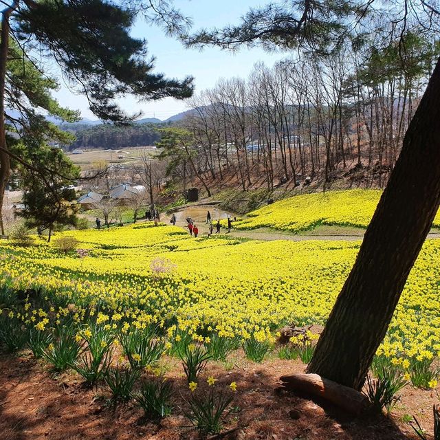 온세상이 노란색!✨️ 수선화가 한가득 서산 유기방가옥!💛