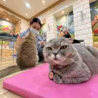 Chill cat cafe คาเฟ่แมวนครปฐม!!📌 🐱