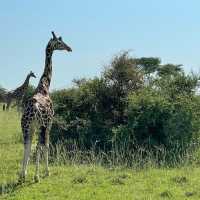 21 day Uganda safaris,wildlife and adventure 