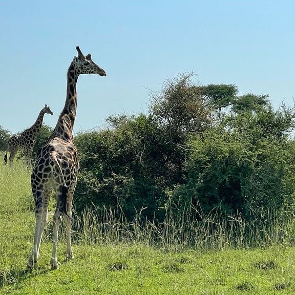 21 day Uganda safaris,wildlife and adventure 