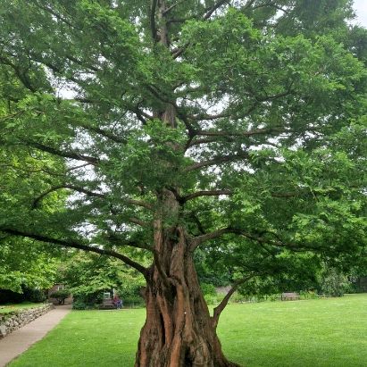 200 year-old plane tree in Canterbury