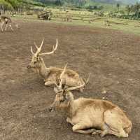 Deer Farm