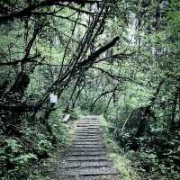 Hailuogou Glacier Rainforest Walkway 