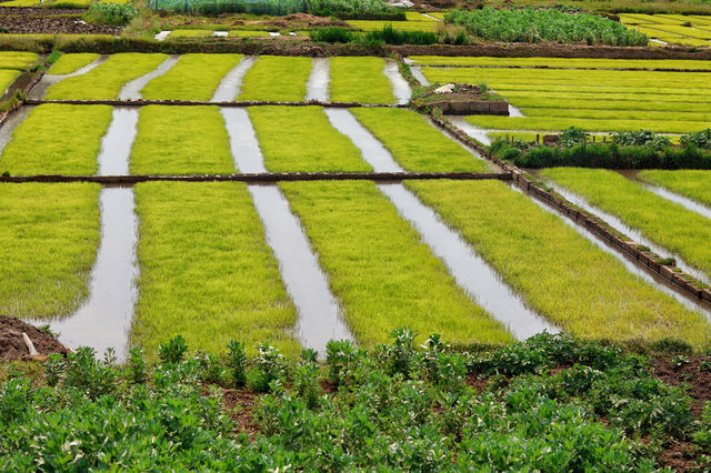 Rice seedlings are actually very beautiful.