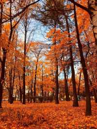 Autumn colors by the Neva River.