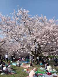 Cherry blossom season near my home.